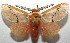  ( - 16-SRNP-105134)  @14 [ ] CreativeCommons  Attribution Non-Commercial Share-Alike (2017) Daniel H. Janzen Guanacaste Dry Forest Conservation Fund