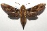  (Xylophanes jordani - 16-SRNP-105157)  @15 [ ] CreativeCommons  Attribution Non-Commercial Share-Alike (2017) Daniel H. Janzen Guanacaste Dry Forest Conservation Fund