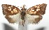  ( - 16-SRNP-105209)  @14 [ ] CreativeCommons  Attribution Non-Commercial Share-Alike (2017) Daniel H. Janzen Guanacaste Dry Forest Conservation Fund