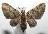  ( - 16-SRNP-105220)  @13 [ ] CreativeCommons  Attribution Non-Commercial Share-Alike (2017) Daniel H. Janzen Guanacaste Dry Forest Conservation Fund