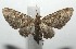  ( - 16-SRNP-105221)  @13 [ ] CreativeCommons  Attribution Non-Commercial Share-Alike (2017) Daniel H. Janzen Guanacaste Dry Forest Conservation Fund