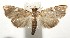  (Deuterophysa BioLep455 - 16-SRNP-105236)  @14 [ ] CreativeCommons  Attribution Non-Commercial Share-Alike (2017) Daniel H. Janzen Guanacaste Dry Forest Conservation Fund