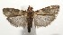  ( - 16-SRNP-105240)  @13 [ ] CreativeCommons  Attribution Non-Commercial Share-Alike (2017) Daniel H. Janzen Guanacaste Dry Forest Conservation Fund