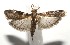  ( - 16-SRNP-105242)  @13 [ ] CreativeCommons  Attribution Non-Commercial Share-Alike (2017) Daniel H. Janzen Guanacaste Dry Forest Conservation Fund