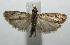  ( - 16-SRNP-105247)  @14 [ ] CreativeCommons  Attribution Non-Commercial Share-Alike (2017) Daniel H. Janzen Guanacaste Dry Forest Conservation Fund