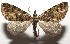  ( - 16-SRNP-105284)  @14 [ ] CreativeCommons  Attribution Non-Commercial Share-Alike (2017) Daniel H. Janzen Guanacaste Dry Forest Conservation Fund