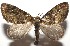  ( - 16-SRNP-105285)  @14 [ ] CreativeCommons  Attribution Non-Commercial Share-Alike (2017) Daniel H. Janzen Guanacaste Dry Forest Conservation Fund