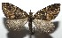  ( - 16-SRNP-105324)  @14 [ ] CreativeCommons  Attribution Non-Commercial Share-Alike (2017) Daniel H. Janzen Guanacaste Dry Forest Conservation Fund