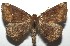  ( - 16-SRNP-105335)  @14 [ ] CreativeCommons  Attribution Non-Commercial Share-Alike (2017) Daniel H. Janzen Guanacaste Dry Forest Conservation Fund