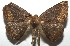  ( - 16-SRNP-105338)  @14 [ ] CreativeCommons  Attribution Non-Commercial Share-Alike (2017) Daniel H. Janzen Guanacaste Dry Forest Conservation Fund