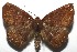  ( - 16-SRNP-105340)  @14 [ ] CreativeCommons  Attribution Non-Commercial Share-Alike (2017) Daniel H. Janzen Guanacaste Dry Forest Conservation Fund