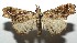  ( - 16-SRNP-105375)  @14 [ ] CreativeCommons  Attribution Non-Commercial Share-Alike (2017) Daniel H. Janzen Guanacaste Dry Forest Conservation Fund