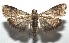  ( - 16-SRNP-105447)  @14 [ ] CreativeCommons  Attribution Non-Commercial Share-Alike (2017) Daniel H. Janzen Guanacaste Dry Forest Conservation Fund