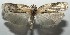  ( - 16-SRNP-105460)  @13 [ ] CreativeCommons  Attribution Non-Commercial Share-Alike (2017) Daniel H. Janzen Guanacaste Dry Forest Conservation Fund