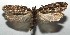  ( - 16-SRNP-105470)  @13 [ ] CreativeCommons  Attribution Non-Commercial Share-Alike (2017) Daniel H. Janzen Guanacaste Dry Forest Conservation Fund