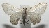  ( - 16-SRNP-105495)  @14 [ ] CreativeCommons  Attribution Non-Commercial Share-Alike (2017) Daniel H. Janzen Guanacaste Dry Forest Conservation Fund