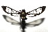  ( - 16-SRNP-105520)  @14 [ ] CreativeCommons  Attribution Non-Commercial Share-Alike (2017) Daniel H. Janzen Guanacaste Dry Forest Conservation Fund