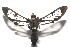  ( - 16-SRNP-105521)  @14 [ ] CreativeCommons  Attribution Non-Commercial Share-Alike (2017) Daniel H. Janzen Guanacaste Dry Forest Conservation Fund