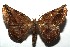  ( - 16-SRNP-105543)  @14 [ ] CreativeCommons  Attribution Non-Commercial Share-Alike (2017) Daniel H. Janzen Guanacaste Dry Forest Conservation Fund
