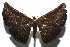  ( - 16-SRNP-105545)  @14 [ ] CreativeCommons  Attribution Non-Commercial Share-Alike (2017) Daniel H. Janzen Guanacaste Dry Forest Conservation Fund