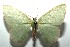  ( - 16-SRNP-105580)  @13 [ ] CreativeCommons  Attribution Non-Commercial Share-Alike (2017) Daniel H. Janzen Guanacaste Dry Forest Conservation Fund