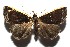  (Rejectaria BioLep1442 - 16-SRNP-105630)  @15 [ ] CreativeCommons  Attribution Non-Commercial Share-Alike (2017) Daniel H. Janzen Guanacaste Dry Forest Conservation Fund