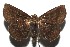  ( - 16-SRNP-105631)  @13 [ ] CreativeCommons  Attribution Non-Commercial Share-Alike (2017) Daniel H. Janzen Guanacaste Dry Forest Conservation Fund
