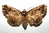  ( - 16-SRNP-105647)  @14 [ ] CreativeCommons  Attribution Non-Commercial Share-Alike (2017) Daniel H. Janzen Guanacaste Dry Forest Conservation Fund