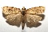  (Chlamydastis marianofigueresi - 16-SRNP-105662)  @14 [ ] CreativeCommons  Attribution Non-Commercial Share-Alike (2017) Daniel H. Janzen Guanacaste Dry Forest Conservation Fund