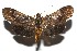  ( - 16-SRNP-105684)  @11 [ ] CreativeCommons  Attribution Non-Commercial Share-Alike (2017) Daniel H. Janzen Guanacaste Dry Forest Conservation Fund