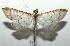 ( - 16-SRNP-105719)  @13 [ ] CreativeCommons  Attribution Non-Commercial Share-Alike (2017) Daniel H. Janzen Guanacaste Dry Forest Conservation Fund