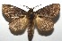  ( - 16-SRNP-105732)  @14 [ ] CreativeCommons  Attribution Non-Commercial Share-Alike (2017) Daniel H. Janzen Guanacaste Dry Forest Conservation Fund