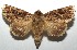  ( - 16-SRNP-105733)  @14 [ ] CreativeCommons  Attribution Non-Commercial Share-Alike (2017) Daniel H. Janzen Guanacaste Dry Forest Conservation Fund