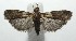 ( - 16-SRNP-105746)  @13 [ ] CreativeCommons  Attribution Non-Commercial Share-Alike (2017) Daniel H. Janzen Guanacaste Dry Forest Conservation Fund