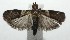  ( - 16-SRNP-105748)  @13 [ ] CreativeCommons  Attribution Non-Commercial Share-Alike (2017) Daniel H. Janzen Guanacaste Dry Forest Conservation Fund