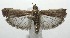  (Peadus burdettella - 16-SRNP-105750)  @14 [ ] CreativeCommons  Attribution Non-Commercial Share-Alike (2017) Daniel H. Janzen Guanacaste Dry Forest Conservation Fund