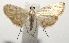  (Neurophyseta phillipsEPR19 - 16-SRNP-105784)  @13 [ ] CreativeCommons  Attribution Non-Commercial Share-Alike (2017) Daniel H. Janzen Guanacaste Dry Forest Conservation Fund