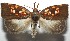  ( - 16-SRNP-105801)  @14 [ ] CreativeCommons  Attribution Non-Commercial Share-Alike (2017) Daniel H. Janzen Guanacaste Dry Forest Conservation Fund