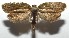  (Polyortha Brown003 - 16-SRNP-105809)  @14 [ ] CreativeCommons  Attribution Non-Commercial Share-Alike (2017) Daniel H. Janzen Guanacaste Dry Forest Conservation Fund