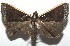  ( - 16-SRNP-105841)  @14 [ ] CreativeCommons  Attribution Non-Commercial Share-Alike (2017) Daniel H. Janzen Guanacaste Dry Forest Conservation Fund