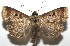  ( - 16-SRNP-105843)  @14 [ ] CreativeCommons  Attribution Non-Commercial Share-Alike (2017) Daniel H. Janzen Guanacaste Dry Forest Conservation Fund