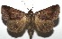  ( - 16-SRNP-105844)  @14 [ ] CreativeCommons  Attribution Non-Commercial Share-Alike (2017) Daniel H. Janzen Guanacaste Dry Forest Conservation Fund