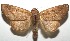  ( - 16-SRNP-105856)  @14 [ ] CreativeCommons  Attribution Non-Commercial Share-Alike (2017) Daniel H. Janzen Guanacaste Dry Forest Conservation Fund