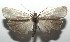  ( - 16-SRNP-105924)  @14 [ ] CreativeCommons  Attribution Non-Commercial Share-Alike (2017) Daniel H. Janzen Guanacaste Dry Forest Conservation Fund