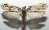  ( - 16-SRNP-106019)  @14 [ ] CreativeCommons  Attribution Non-Commercial Share-Alike (2017) Daniel H. Janzen Guanacaste Dry Forest Conservation Fund