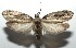  ( - 16-SRNP-106020)  @14 [ ] CreativeCommons  Attribution Non-Commercial Share-Alike (2017) Daniel H. Janzen Guanacaste Dry Forest Conservation Fund