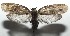  ( - 16-SRNP-106027)  @14 [ ] CreativeCommons  Attribution Non-Commercial Share-Alike (2017) Daniel H. Janzen Guanacaste Dry Forest Conservation Fund