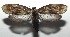  ( - 16-SRNP-106028)  @14 [ ] CreativeCommons  Attribution Non-Commercial Share-Alike (2017) Daniel H. Janzen Guanacaste Dry Forest Conservation Fund