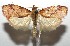  (elachBioLep01 BioLep110 - 16-SRNP-106033)  @14 [ ] CreativeCommons  Attribution Non-Commercial Share-Alike (2017) Daniel H. Janzen Guanacaste Dry Forest Conservation Fund
