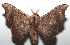  ( - 16-SRNP-106036)  @14 [ ] CreativeCommons  Attribution Non-Commercial Share-Alike (2017) Daniel H. Janzen Guanacaste Dry Forest Conservation Fund